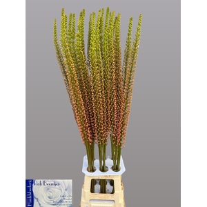 EREMURUS RUMBA