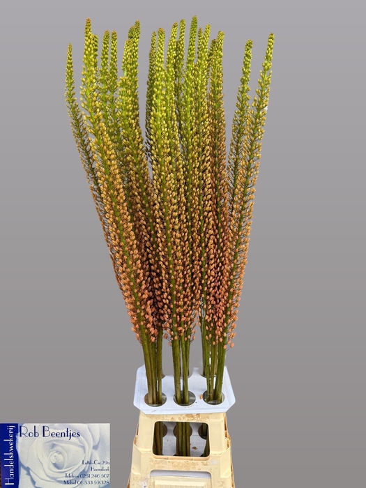<h4>EREMURUS RUMBA</h4>