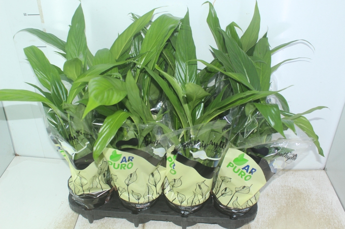 <h4>SPATHIPHYLLUM COM FLOR P15</h4>
