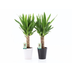 Yucca 25cm Hout 3+ kop in Zwart & Wit keramiek