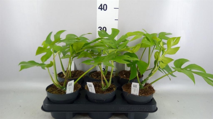 <h4>Monstera delic. 'Little Sister'</h4>