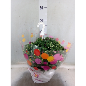 Chrysanthemum  'Skyfall'  ..mix