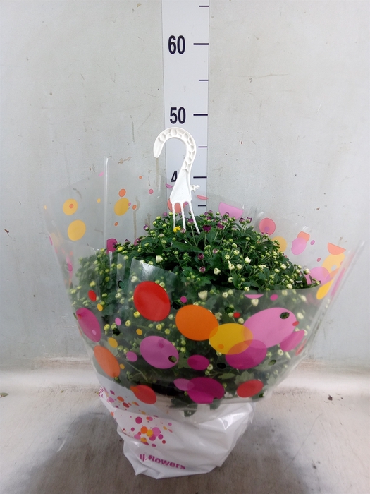 <h4>Chrysanthemum  'Skyfall'  ..mix</h4>