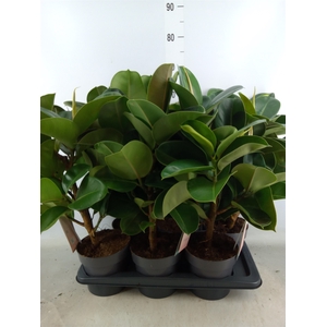 Ficus elastica 'Robusta'