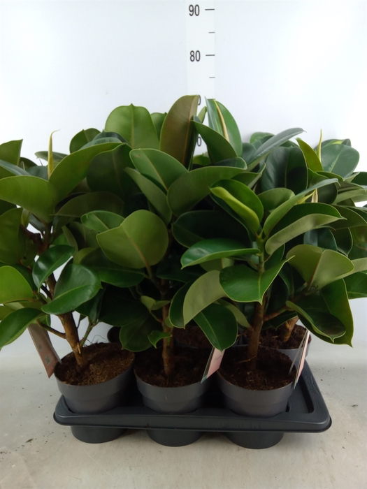 <h4>Ficus elastica 'Robusta'</h4>