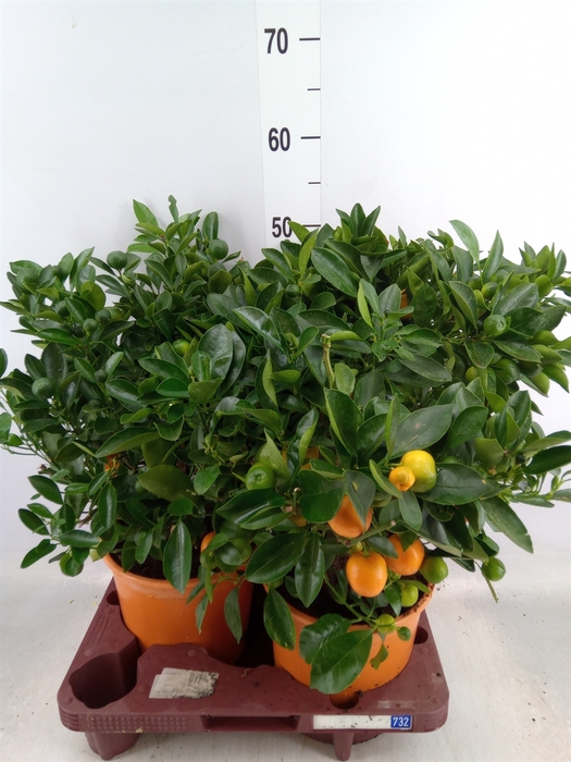 <h4>Citrus meyeri 'Meyer'</h4>