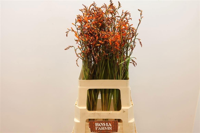 <h4>CROCOS LUCIFER</h4>