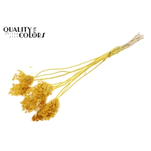 Ammi Majus 2-4cm 10pc/bunch Bleached Yellow