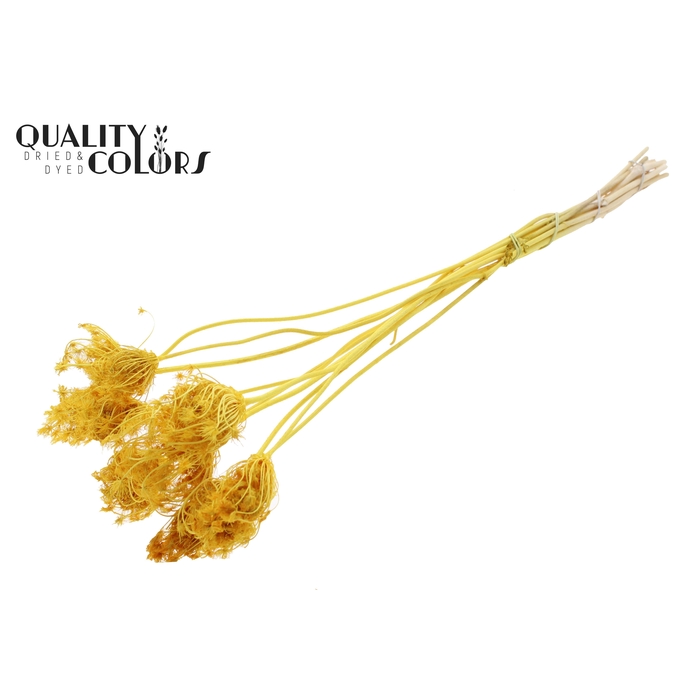 <h4>Ammi Majus 2-4cm 10pc/bunch Bleached Yellow</h4>
