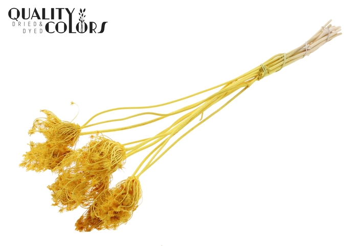 Ammi Majus 2-4cm 10pc/bunch Bleached Yellow