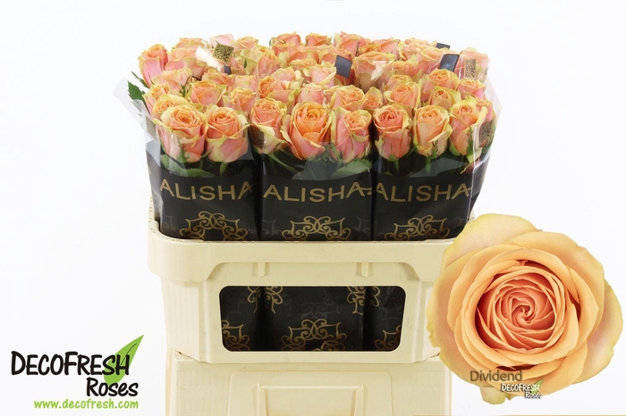 <h4>Rs gr Dividend</h4>