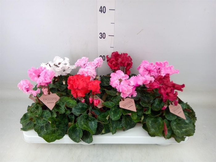 <h4>Cyclamen MD 'Merengue'</h4>