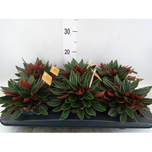 Peperomia caperata 'Rosso'