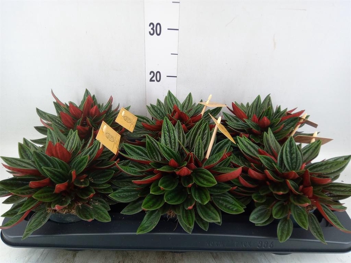 <h4>Peperomia caperata 'Rosso'</h4>