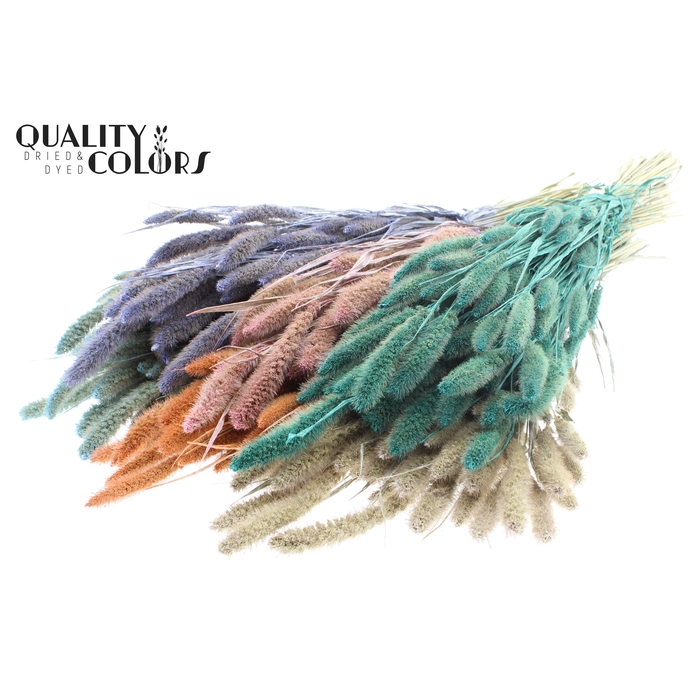 <h4>Setaria per bunch Pearl Mix</h4>