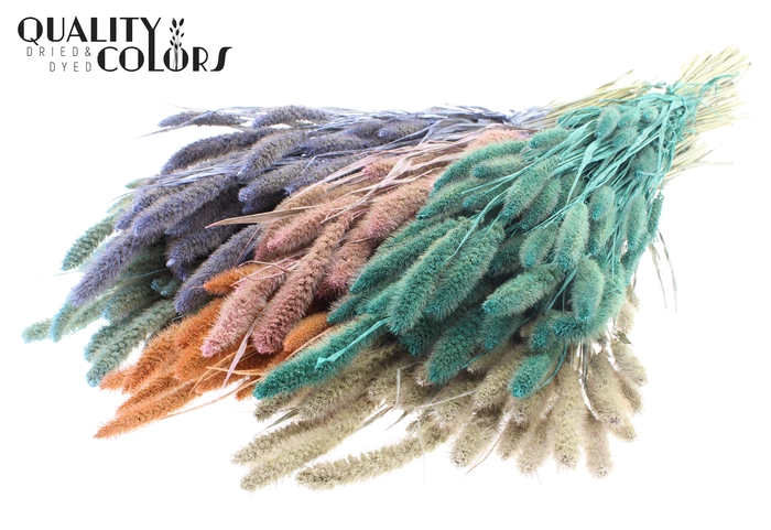 Setaria per bunch Pearl Mix