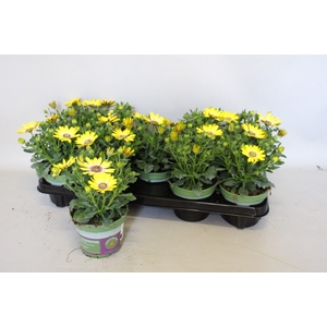 Osteospermum Senorita Kiki (Yellow)