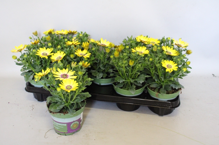 <h4>Osteospermum Senorita Kiki (Yellow)</h4>