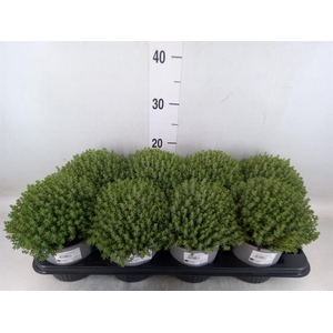 Thymus vulgaris 'Compactus'