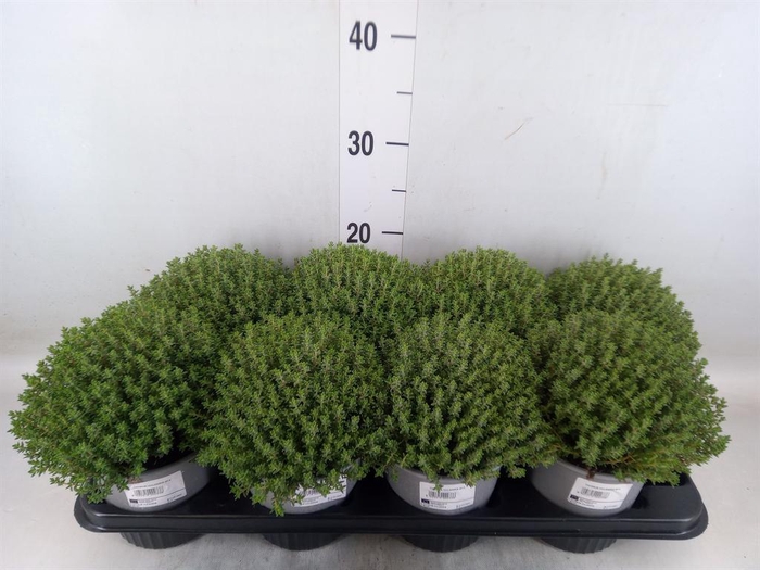 <h4>Thymus vulgaris 'Compactus'</h4>