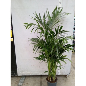 Howea forsteriana