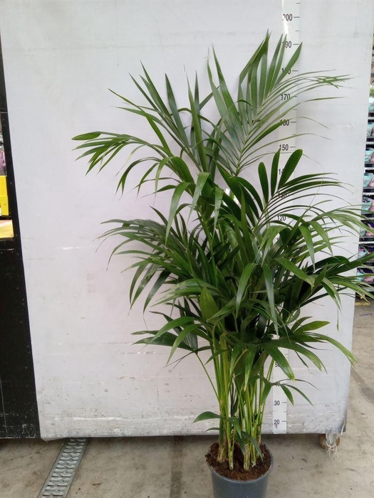 <h4>Howea forsteriana</h4>