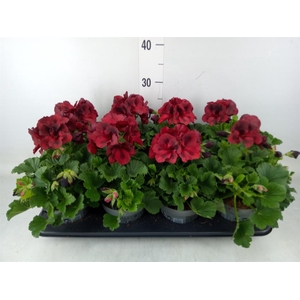 Pelargonium gran.   ..