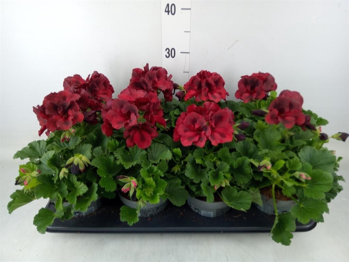 <h4>Pelargonium gran.   ..</h4>