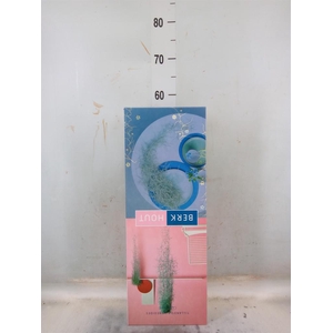 Tillandsia usneoides