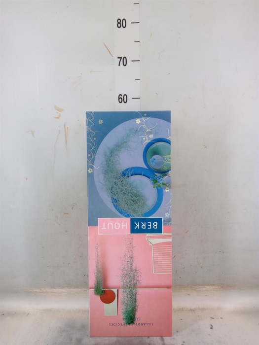 <h4>Tillandsia usneoides</h4>