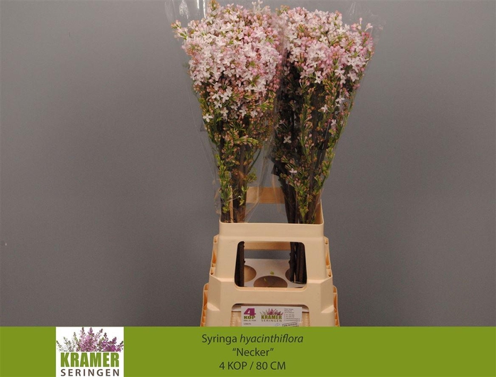 <h4>Syr Hy Necker</h4>