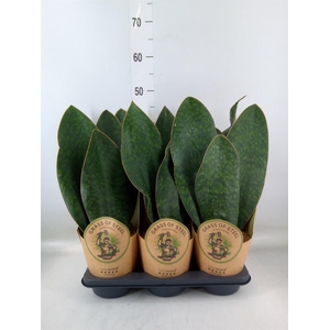 Sansevieria trifa.   ...