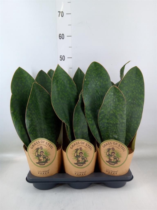 <h4>Sansevieria trifa.   ...</h4>