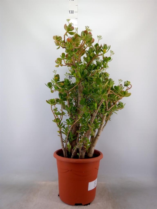 <h4>Crassula ovata</h4>