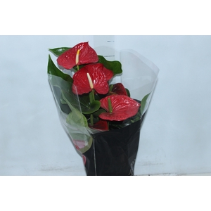 ANTHURIUM MICHIGAN P17 PREMIUM