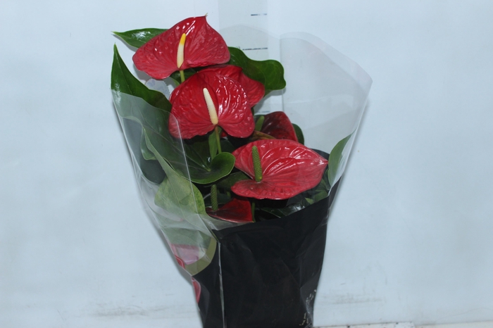 <h4>ANTHURIUM MICHIGAN P17 PREMIUM</h4>