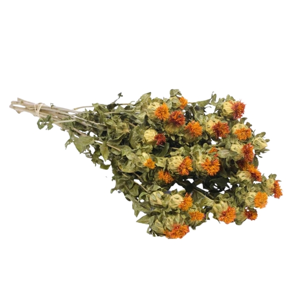 <h4>Droogbloemen - Carthamus Orange</h4>