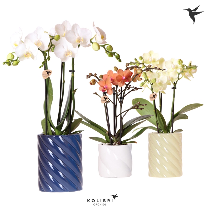 <h4>Kolibri Orchids Phalaenopsis mix 3 spike in Candy pot blue mix</h4>