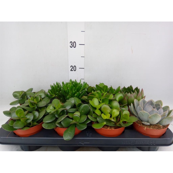 <h4>Succulents   ...mix 4</h4>