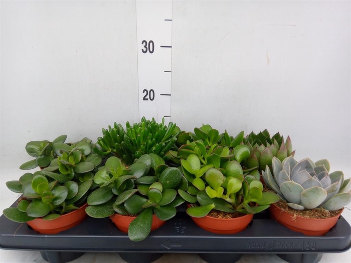 <h4>Succulents   ...mix 4</h4>