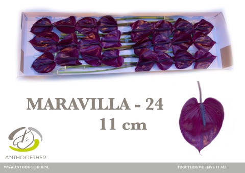 ANTH A MARAVILLA 24 xl