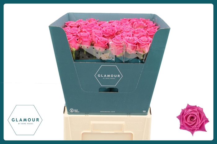 <h4>R GR TAN CHARLOTTE</h4>