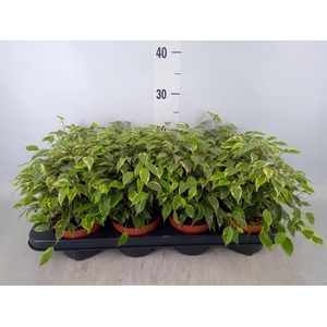 Ficus benja. 'Kinky'