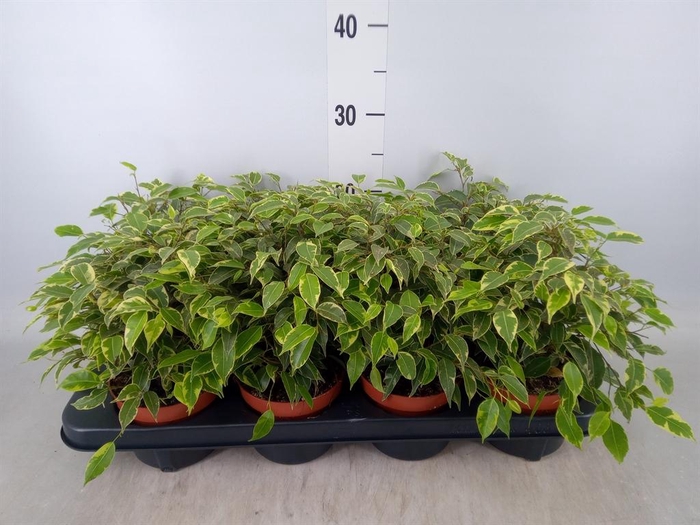 <h4>Ficus benja. 'Kinky'</h4>