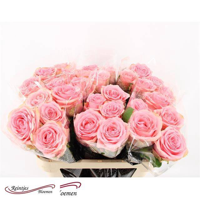 <h4>ROSEN GROSSBLUMIG</h4>