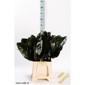 Philodendron Red Beauty MDK