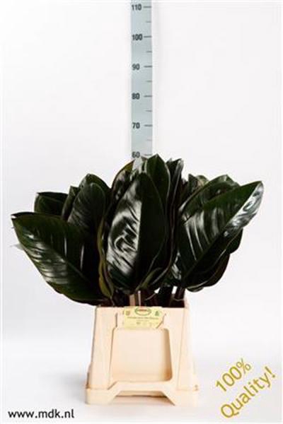 <h4>Philodendron Red Beauty MDK</h4>