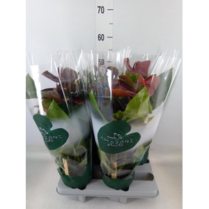 Anthurium andr. 'Essencia'