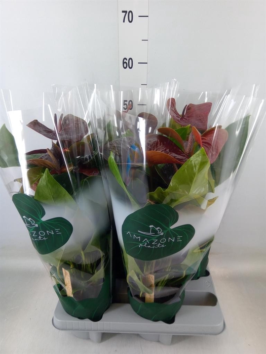 <h4>Anthurium andr. 'Essencia'</h4>