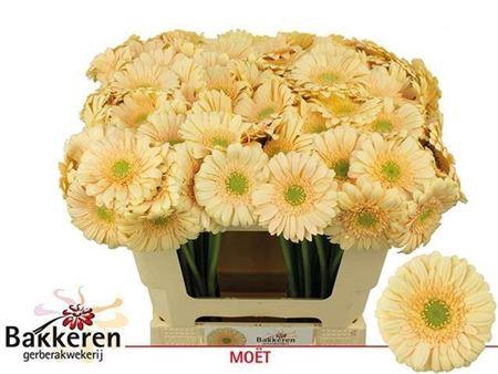 <h4>Ge Mi Moet 07 CM,AQUA,(NL),MPS A,(20)</h4>